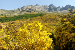 Camino dorado a la cima