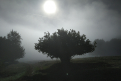 Guardián de la niebla