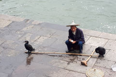 Pescador con sus cormoranes