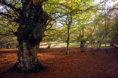 Vecino del Monte Cotao