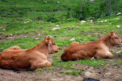 Paralelismo bovino