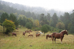 El pinar de Lillo