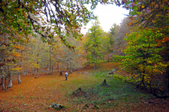 El corazon del monte