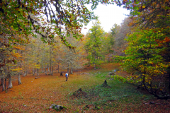 El corazon del monte