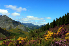 Primavera
