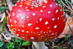 Amanita muscaria