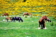 Paciendo entre flores