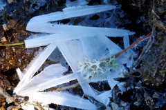 Arana de hielo en Erendia