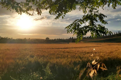 Bajo el sol de la Toscana