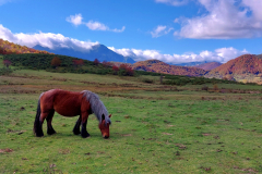 Caballo solitario